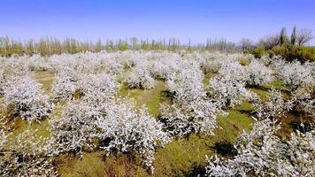 Aerial view of beautiful blossoming apple-tree garden video