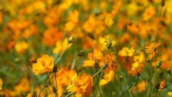 orange cosmos flowers shaking with the wind