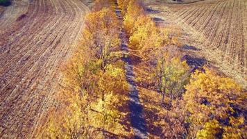 Aerial view of suburban road with autumn trees on the edges video