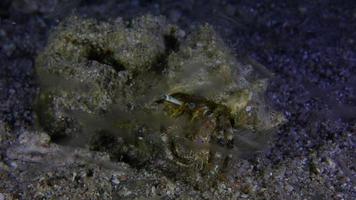 Hermit Crab At Night
