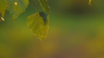 Isolated birch leaf in evening light video