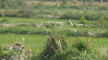 fiori di erba sul mucchio di terreno in risaia