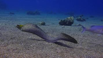 Moray eel video