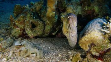 Moray eel video
