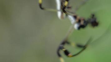 La araña tejedora de orbe de seda dorada se mueve alrededor de la web