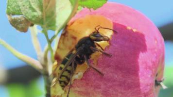 Hornet eats red apple
