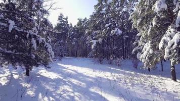im Winter zwischen den Bäumen in den Wald fliegen video