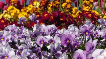 belles fleurs printanières victoria bc centre-ville video