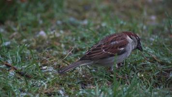Sparrow pecking at ground during snowfall