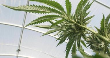 pov vinkel av cannabis marijuana växt i inomhus växthus från blad tittar uppåt