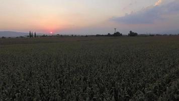 majsfält vid solnedgången video