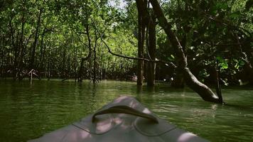 forêt sur l'eau en thaïlande video