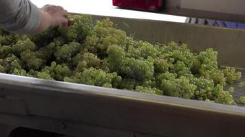 oogst voor witte wijnstok, handmatige sorteertafel