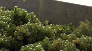 oogst voor witte wijnstok, handmatig trillende sorteertafel