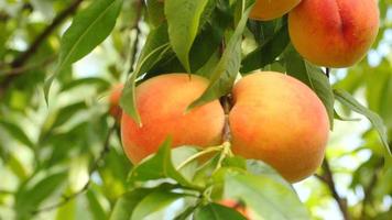 Zweig des Pfirsichbaums mit reifen Früchten video