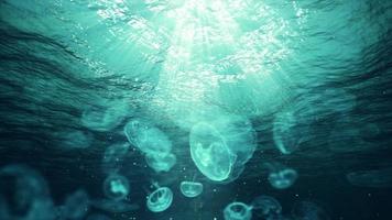 rayos de sol bajo el agua en el océano y medusas (bucle) video