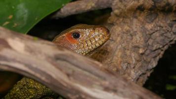 Reptile Face and Black Tongue Closeup video