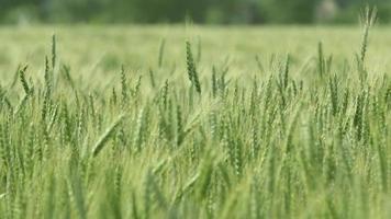 primer plano, de, un, campo de trigo verde