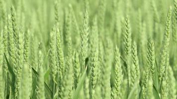Close-up of a green wheat field video