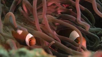 clownfish (anemone-fish)