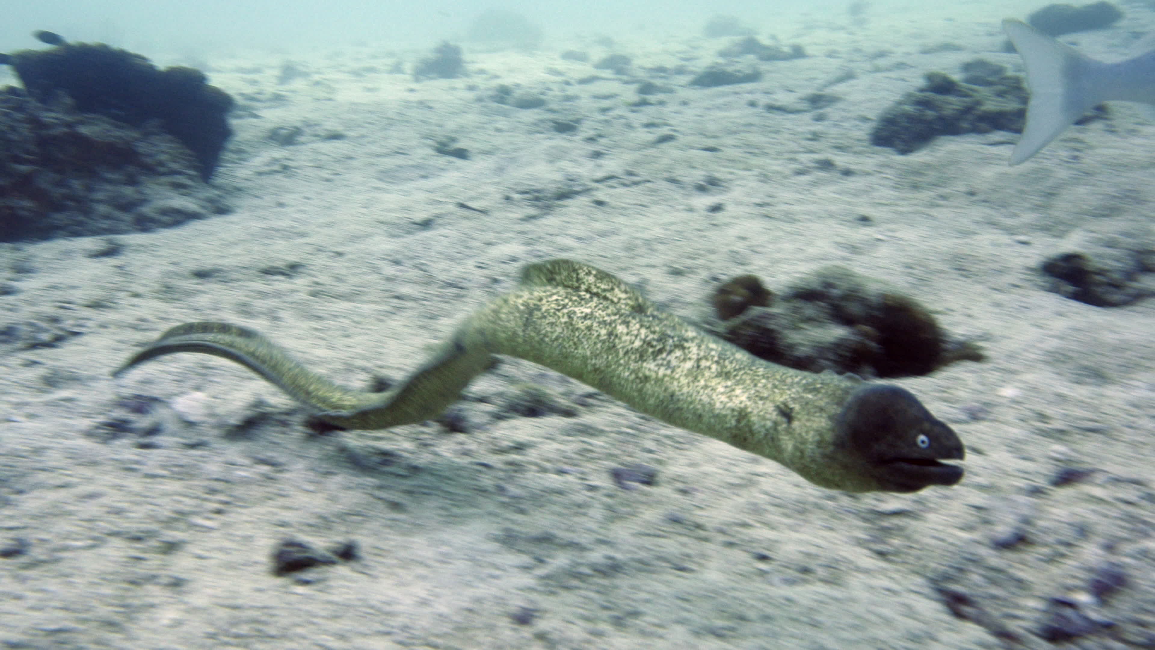 Moray Eel Hunting 1303515 Stock Video at Vecteezy