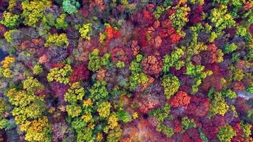 Luftaufnahme des Flusses im Herbstwald video