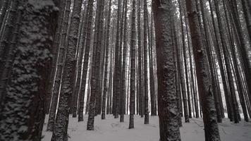 Cinematic shot moving through snowy forest of tall pines
