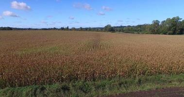 Vue aérienne et voyage à travers les lignes de champ de maïs