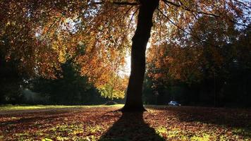 Soleil d'automne derrière la cime des arbres silhouette video
