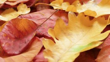 foglie autunnali rosse e gialle video