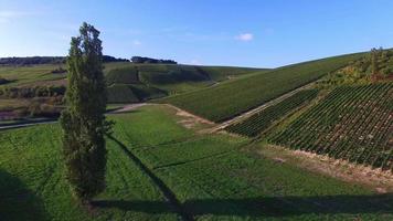 Champagne vineyards in the Cote des Bar area of the Aube department near to Les Riceys, Champagne-Ardennes, France,