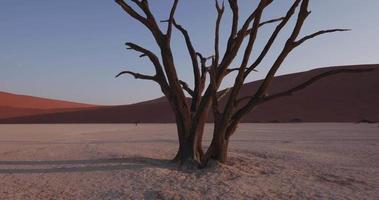 4K moving shot of dead trees in Dead vlei inside the Namib-Naukluft National Park