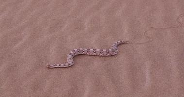 4K view of horned adder moving over the sand showing lateral undulation video