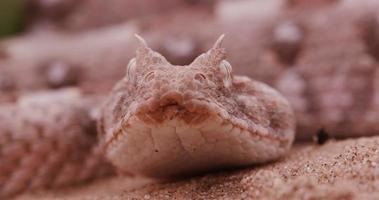 4K face on view of horned adder flicking its tongue