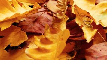 rotes und gelbes Herbstlaub video