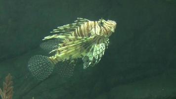Fish pterois volitans floats in water video