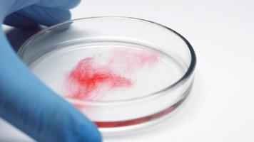 Shake red liquid in petri dish video