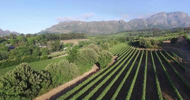 Aerial view of picturesque vineyard with mountains  video