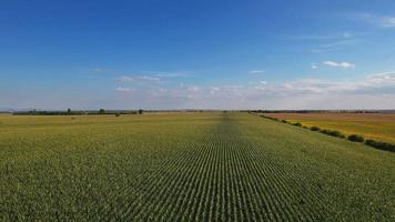 Aerial flight over corn field