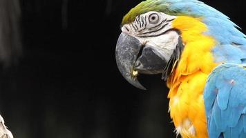 papegojor, närbild