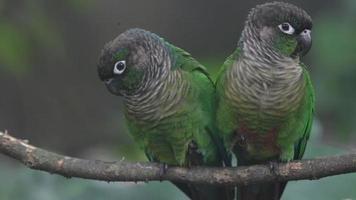 papegaai, regenwoud