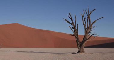 4k toma panorámica de árboles muertos en vlei muerto dentro del parque nacional namib-naukluft video