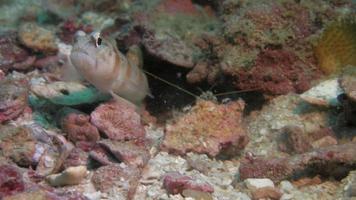 Goby And Shrimp