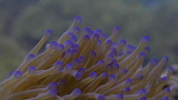 clownfish (anemone-fish)