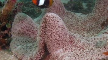 pesce pagliaccio (pesce di anemone) video