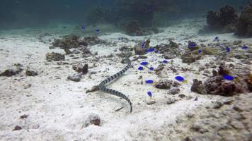 sea snake video
