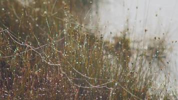 Morning dew and mist in marshland