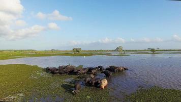buffels leven in moerassen die zich voeden door te duiken. video