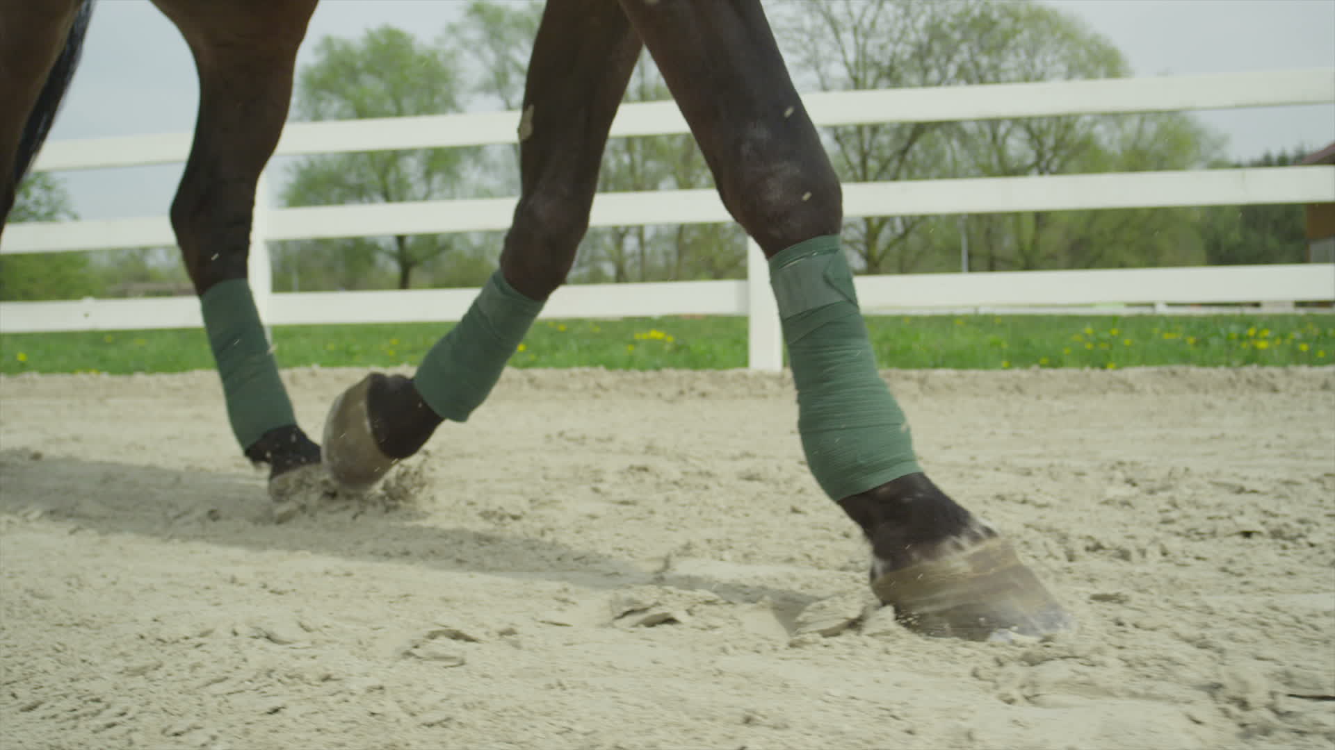 Cavalo pulando sobre um obstáculo, Ultra Câmera lenta, Banco de