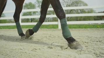 slow motion close up: cheval de dressage trottant dans une arène de sable
